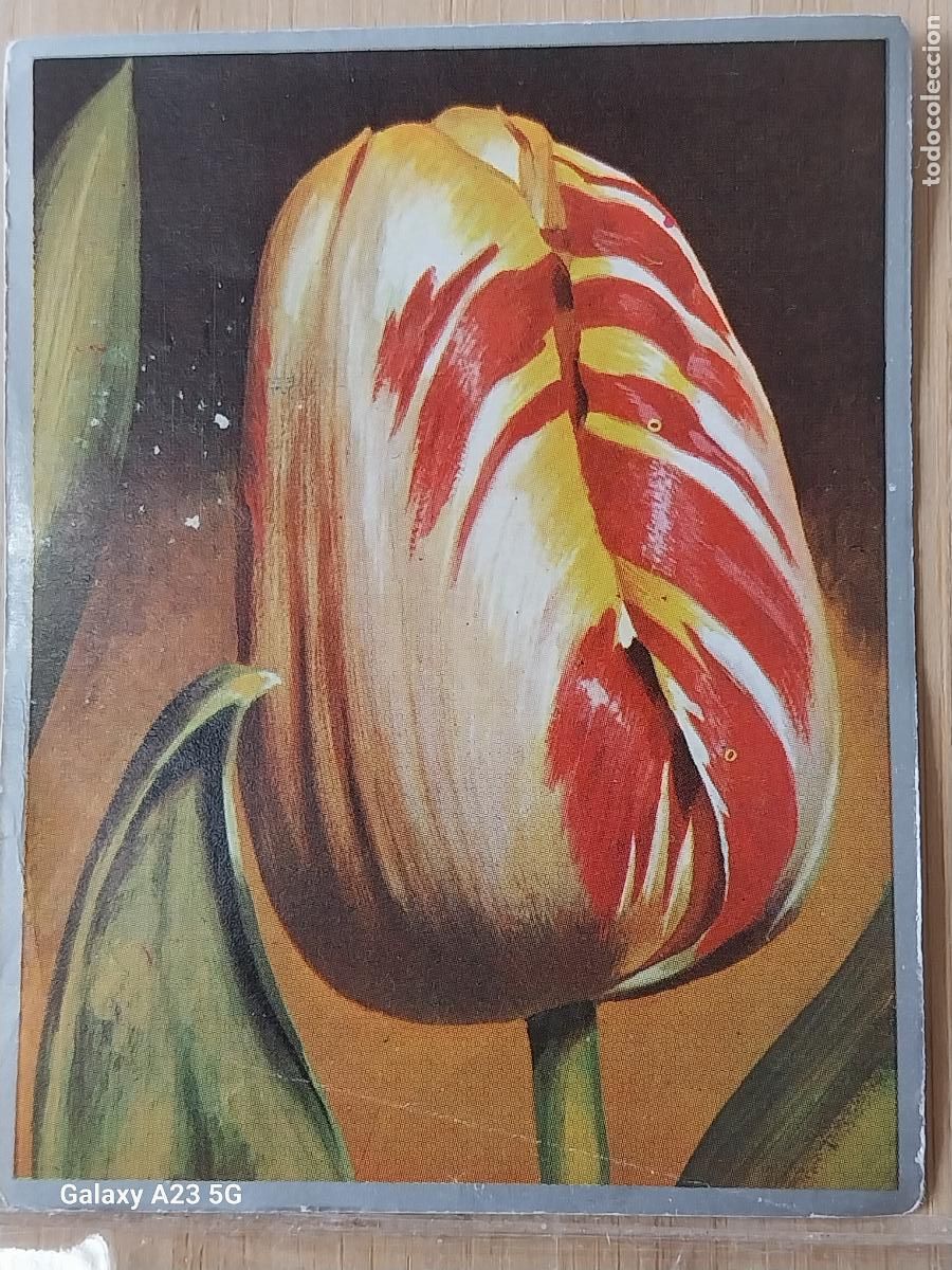Sammeln alte Sammelbilder: TULIPAN * ZOOLOGIA Y BOTANICA ED MAGA A&Ntilde;O 1969 CROMO 264 SIN PEGAR NUNCA 9X7CMS