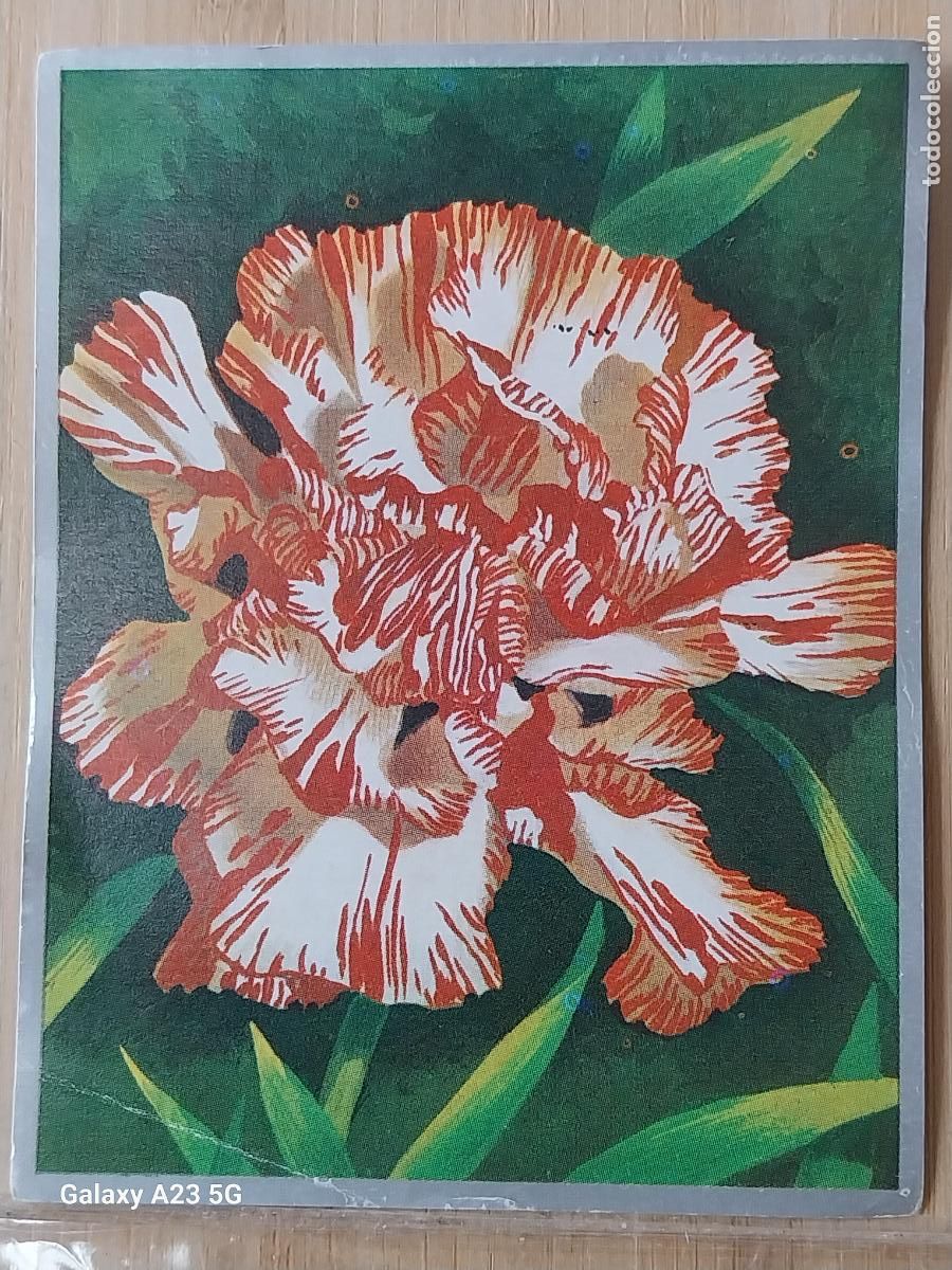 Colecionismo Cromos antigos: CLAVEL * ZOOLOGIA Y BOTANICA ED MAGA A&Ntilde;O 1969 CROMO 271 SIN PEGAR NUNCA 9X7CMS