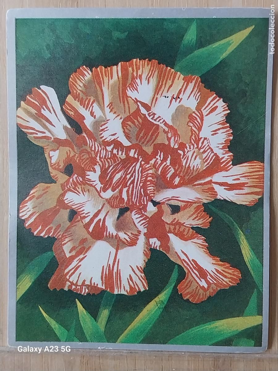 Sammeln alte Sammelbilder: CLAVEL ZOOLOGIA Y BOTANICA ED MAGA A&Ntilde;O 1969 CROMO 271 SIN PEGAR NUNCA 9X7CMS