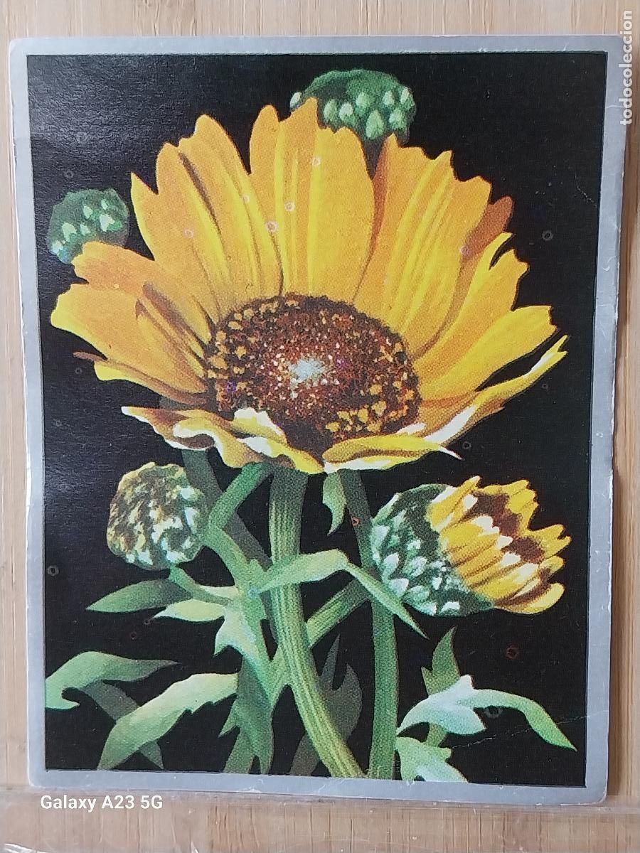 Colecionismo Cromos antigos: MARGARITAS ZOOLOGIA Y BOTANICA ED MAGA A&Ntilde;O 1969 CROMO 272 SIN PEGAR NUNCA 9X7CMS