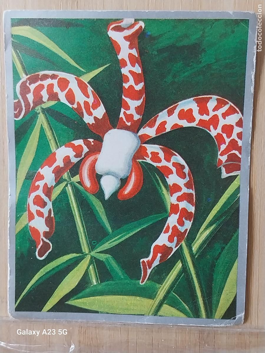 Colecionismo Cromos antigos: ORQUIDEA ESCORPI&Oacute;N ZOOLOGIA Y BOTANICA ED MAGA A&Ntilde;O 1969 CROMO 279 SIN PEGAR NUNCA 9X7CMS