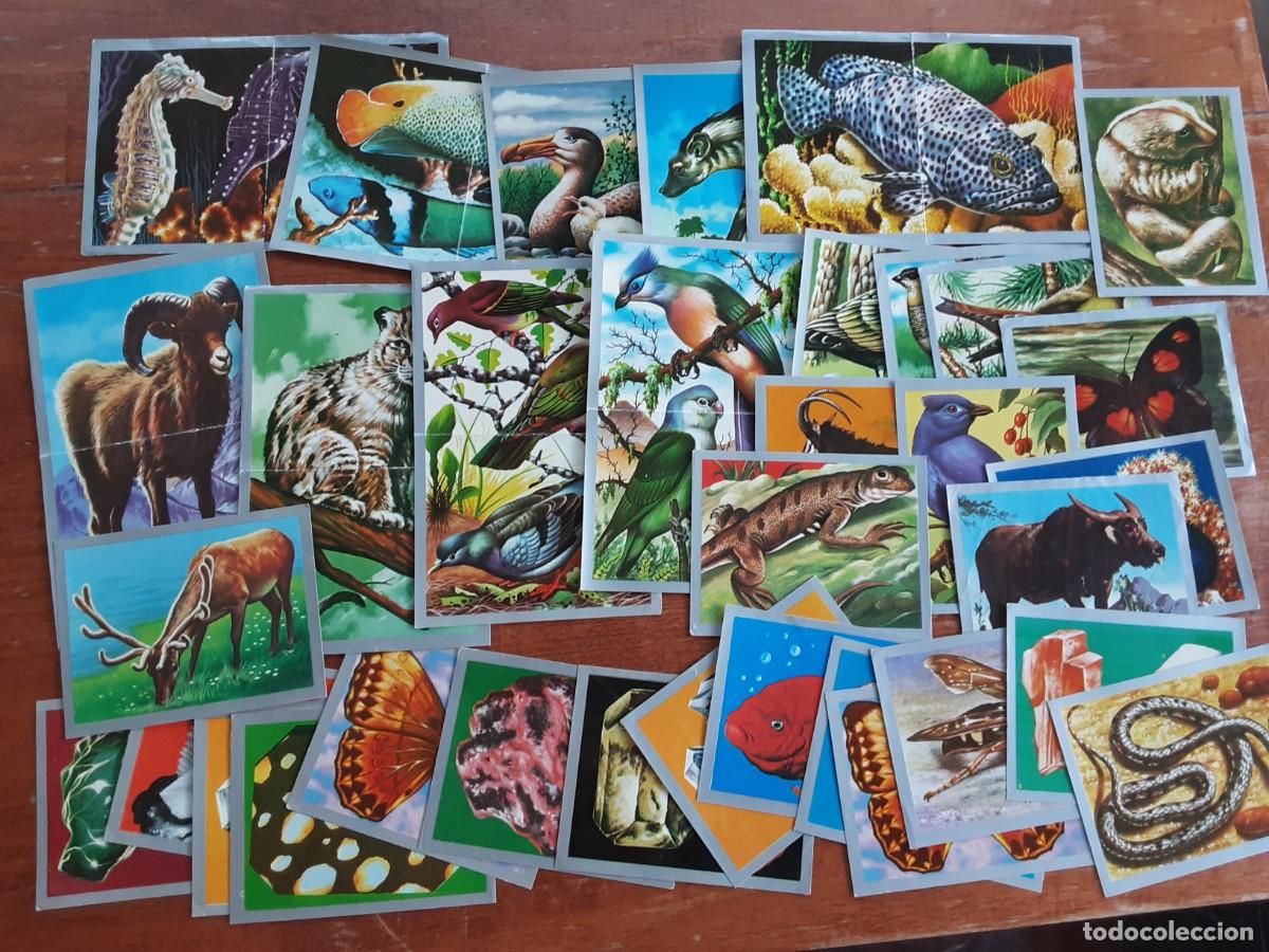 Coleccionismo cromos antiguos: Animales y minerales lotes de 25 cromos sencillos y 9 dobles