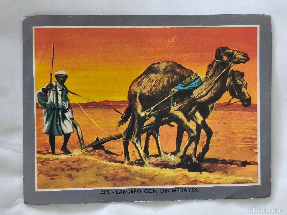 Collectionnisme Cartes &agrave; collectionner anciennes: CROMO ALBUM VIDA Y COLOR 2 - No 405 LABOREO CON DROMEDARIOS - Nunca Pegado