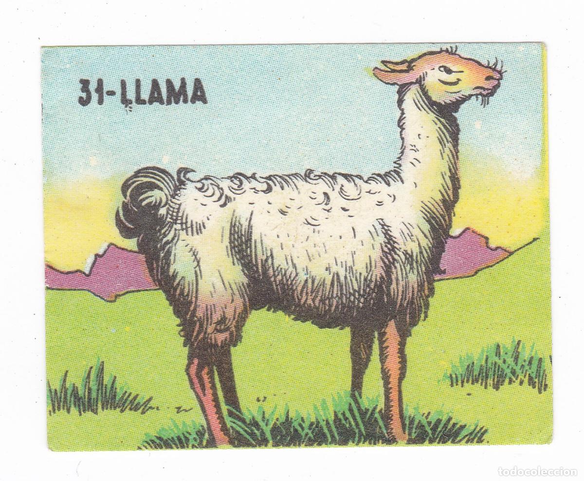 Colecionismo Cromos antigos: Reino Animal. Coleccion de Cromos Ediciones Costa Gigarpe A&ntilde;o 1963. Cromo N&ordm; 31