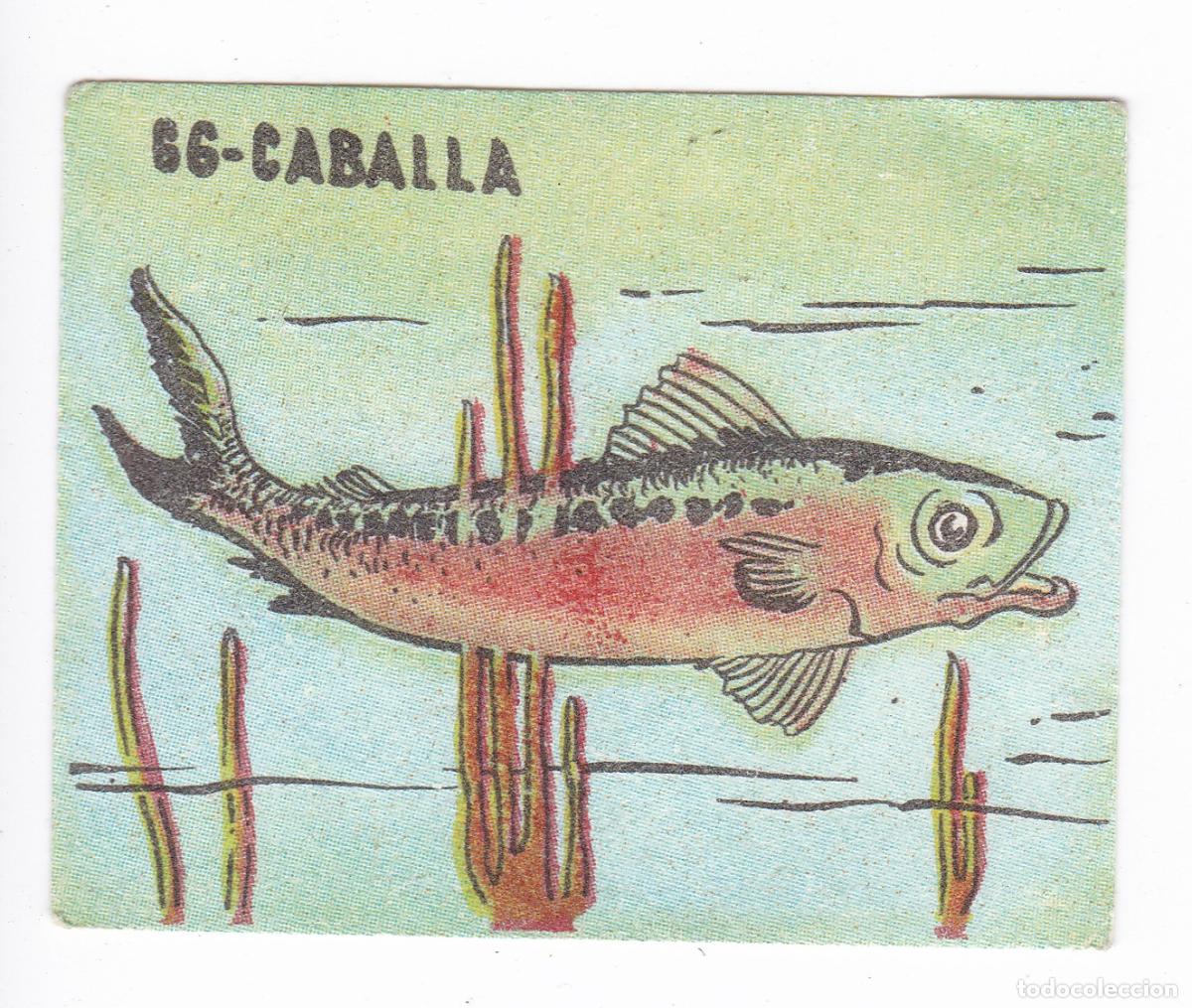 Colecionismo Cromos antigos: Reino Animal. Colecci&oacute;n de Cromos Ediciones Costa Gigarpe A&ntilde;o 1963. Cromo N&ordm; 66