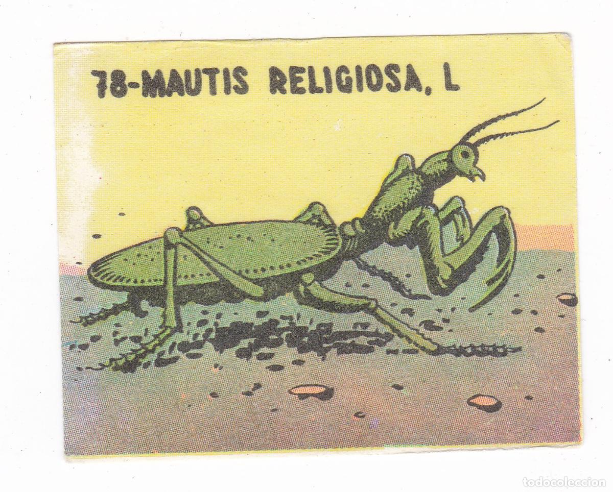 Colecionismo Cromos antigos: Reino Animal. Colecci&oacute;n de Cromos Ediciones Costa Gigarpe A&ntilde;o 1963. Nunca pegado. Cromo N&ordm; 78