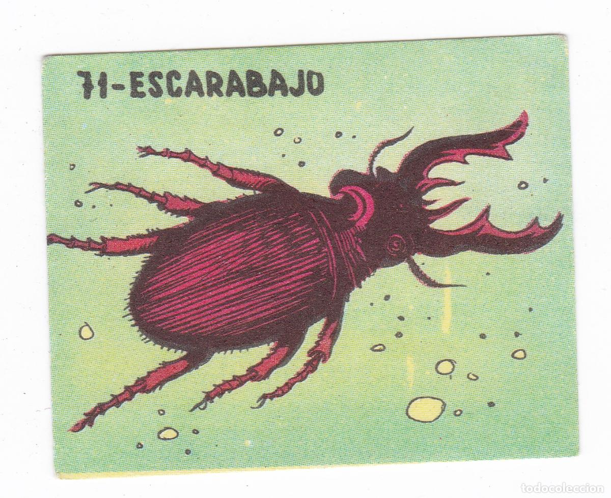 Coleccionismo cromos antiguos: Reino Animal. Colecci&oacute;n de Cromos Ediciones Costa Gigarpe A&ntilde;o 1963. Nunca pegado. Cromo N&ordm; 71
