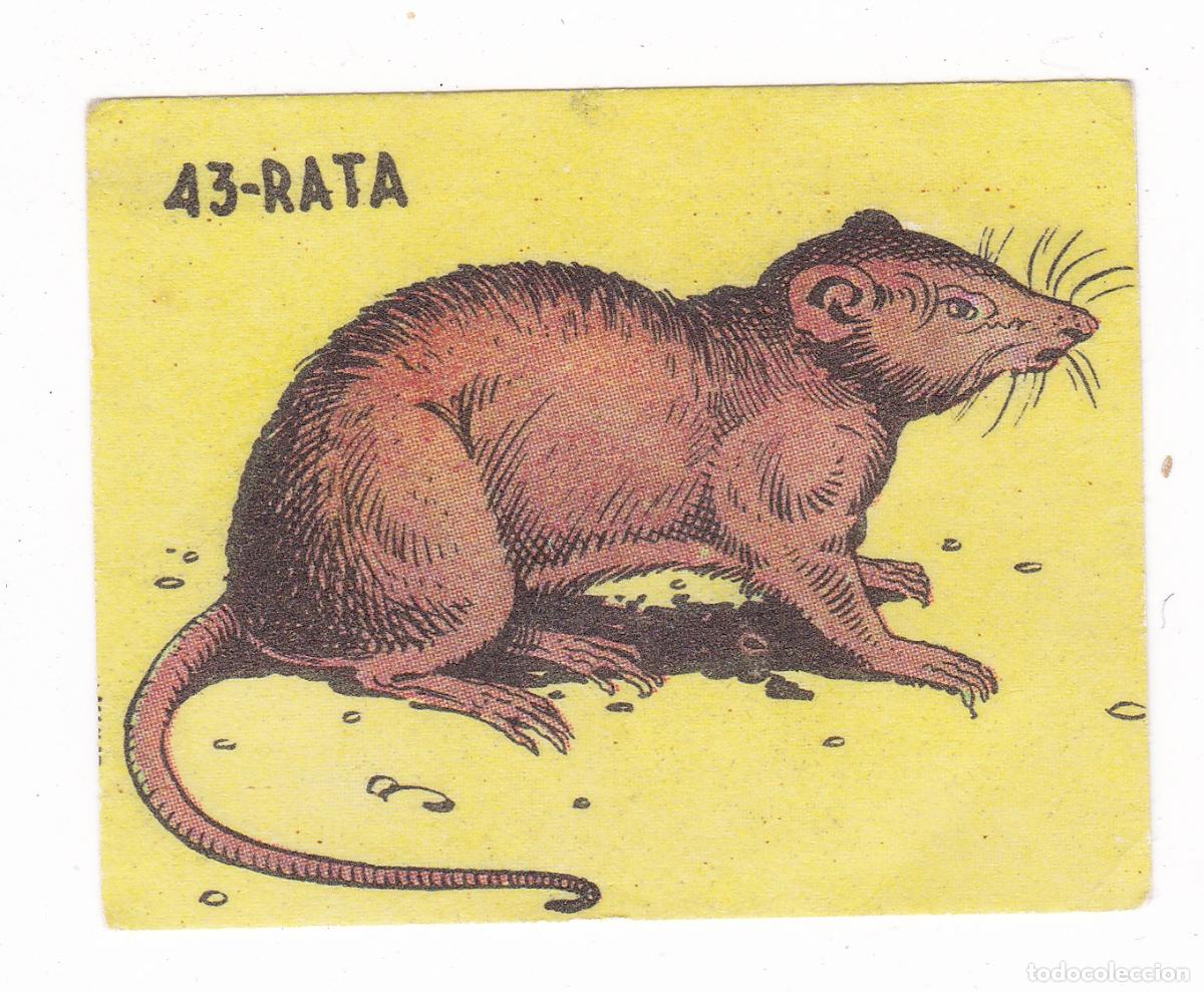Coleccionismo cromos antiguos: Reino Animal. Colecci&oacute;n de Cromos Ediciones Costa Gigarpe A&ntilde;o 1963. Nunca pegado. Cromo N&ordm; 43