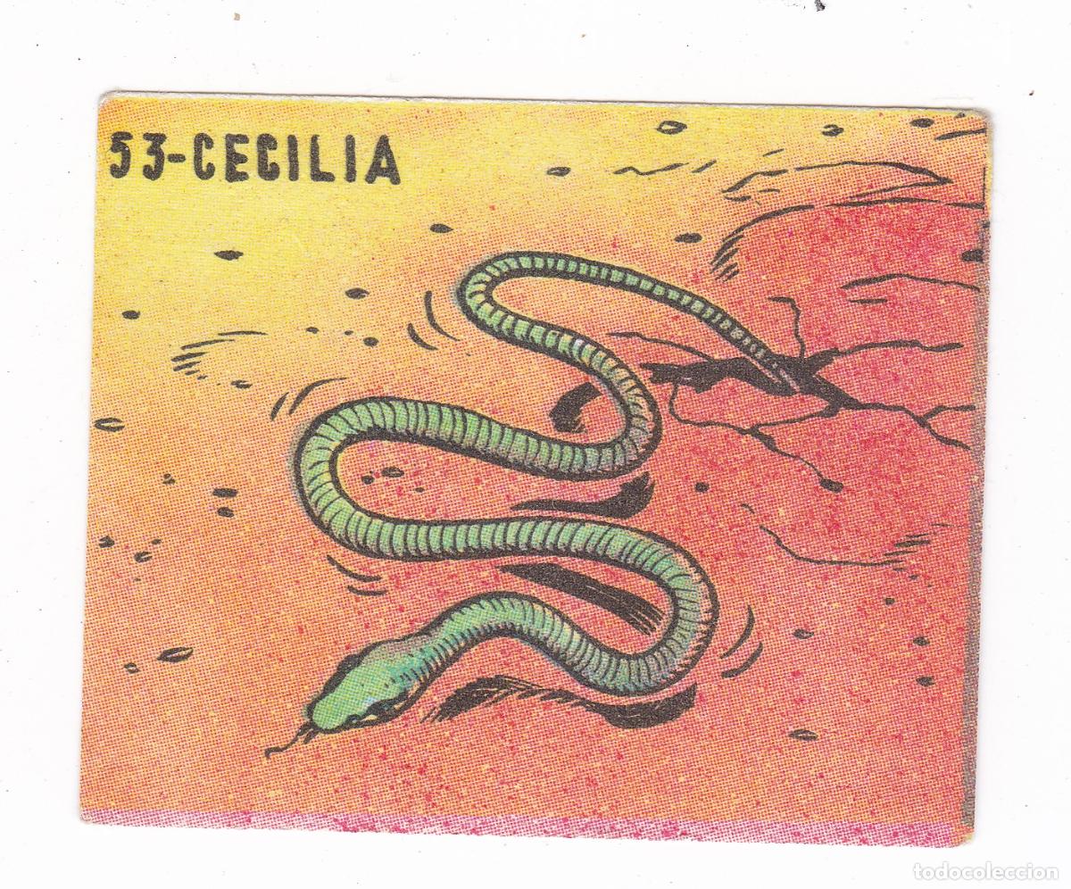 Coleccionismo cromos antiguos: Reino Animal. Colecci&oacute;n de Cromos Ediciones Costa Gigarpe A&ntilde;o 1963. Nunca pegado. Cromo N&ordm; 53