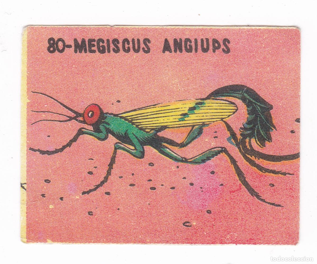 Coleccionismo cromos antiguos: Reino Animal. Colecci&oacute;n de Cromos Ediciones Costa Gigarpe A&ntilde;o 1963. Nunca pegado. Cromo N&ordm; 80