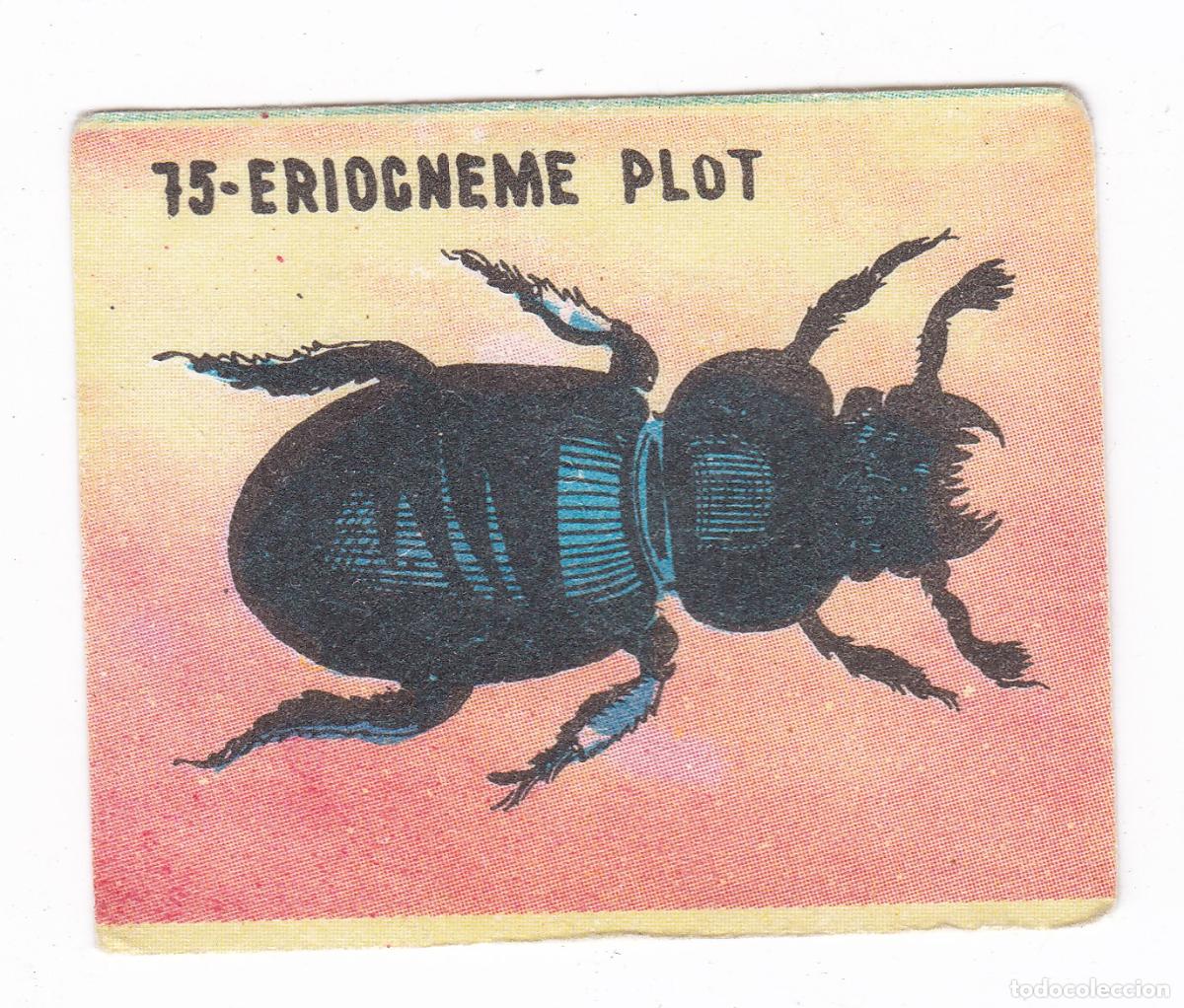 Coleccionismo cromos antiguos: Reino Animal. Colecci&oacute;n de Cromos Ediciones Costa Gigarpe A&ntilde;o 1963. Nunca pegado. Cromo N&ordm; 75