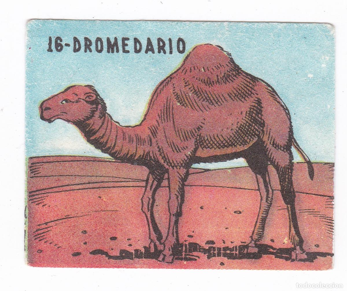 Collezionismo Figurine antiche: Reino Animal. Colecci&oacute;n de Cromos Ediciones Costa Gigarpe A&ntilde;o 1963. Nunca pegado. Cromo N&ordm; 16