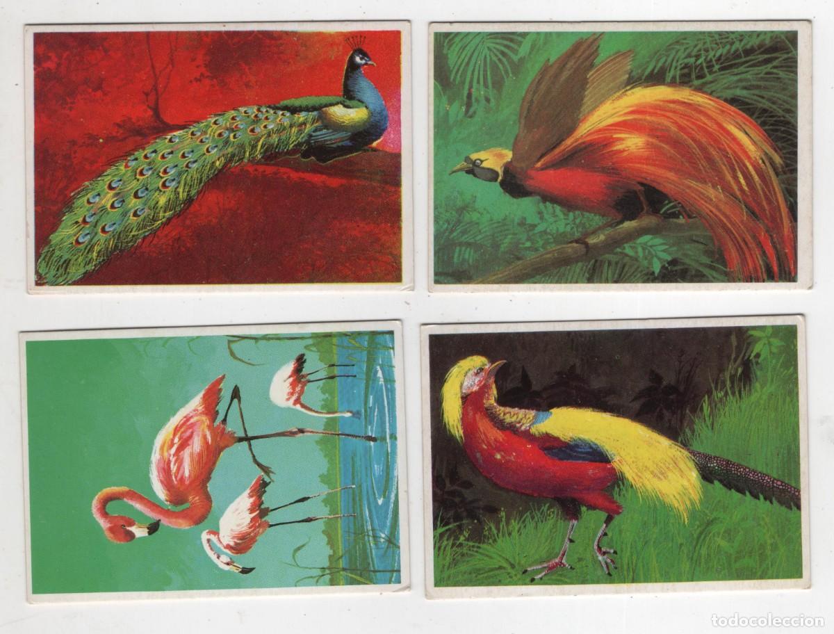 Collezionismo Figurine antiche: DUNKIN SUPERCROMO 4 UNIDADES A&Ntilde;O 1969 LAS AVES N&ordm; 3-4-7-11 IMAGEN DE LAS DOS CARAS MUY BUEN ESTADO