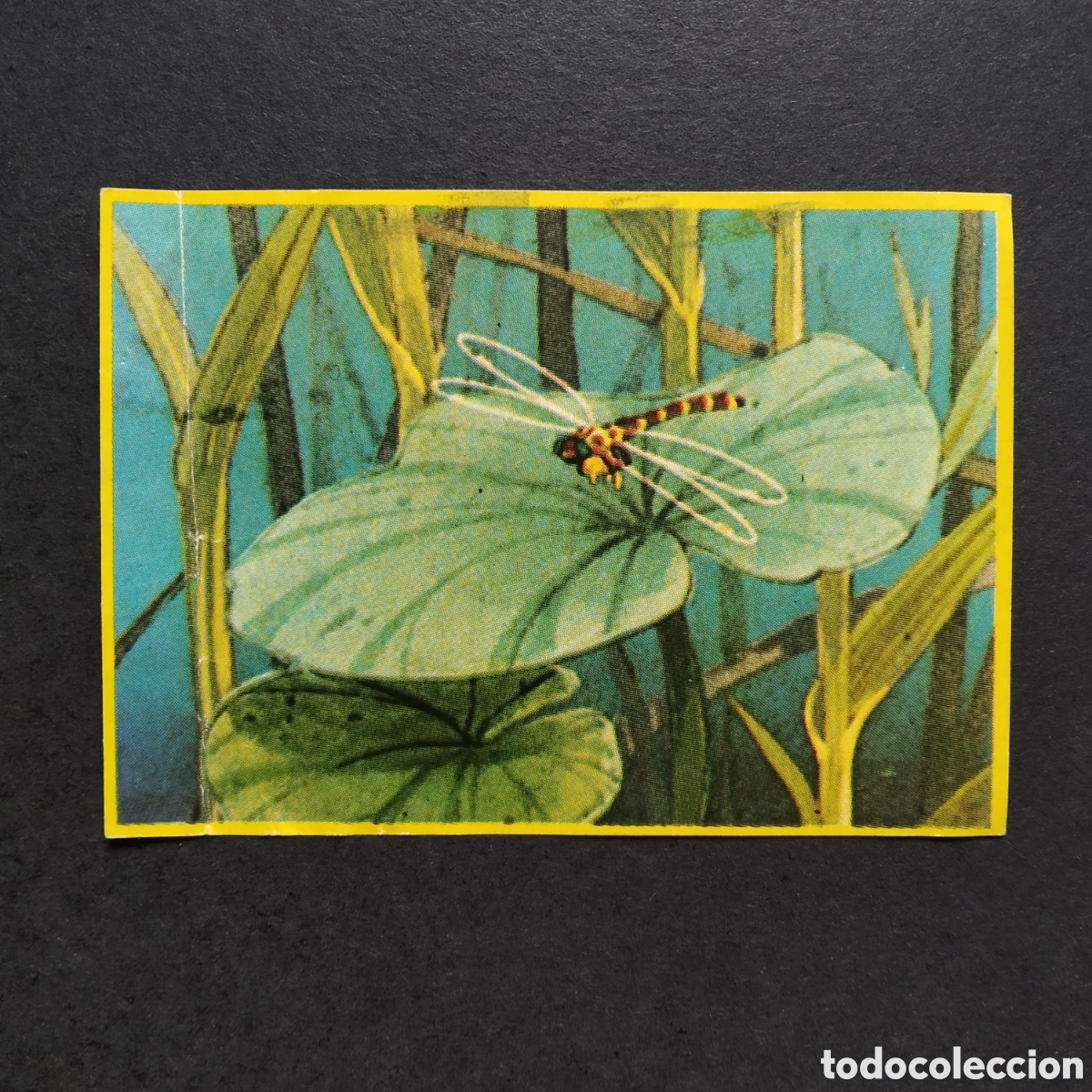 Coleccionismo cromos antiguos: CROMO - N&ordm; 050 - LAS AVENTURAS DE LA ABEJA MAYA - DANONE - A&Ntilde;O 1977