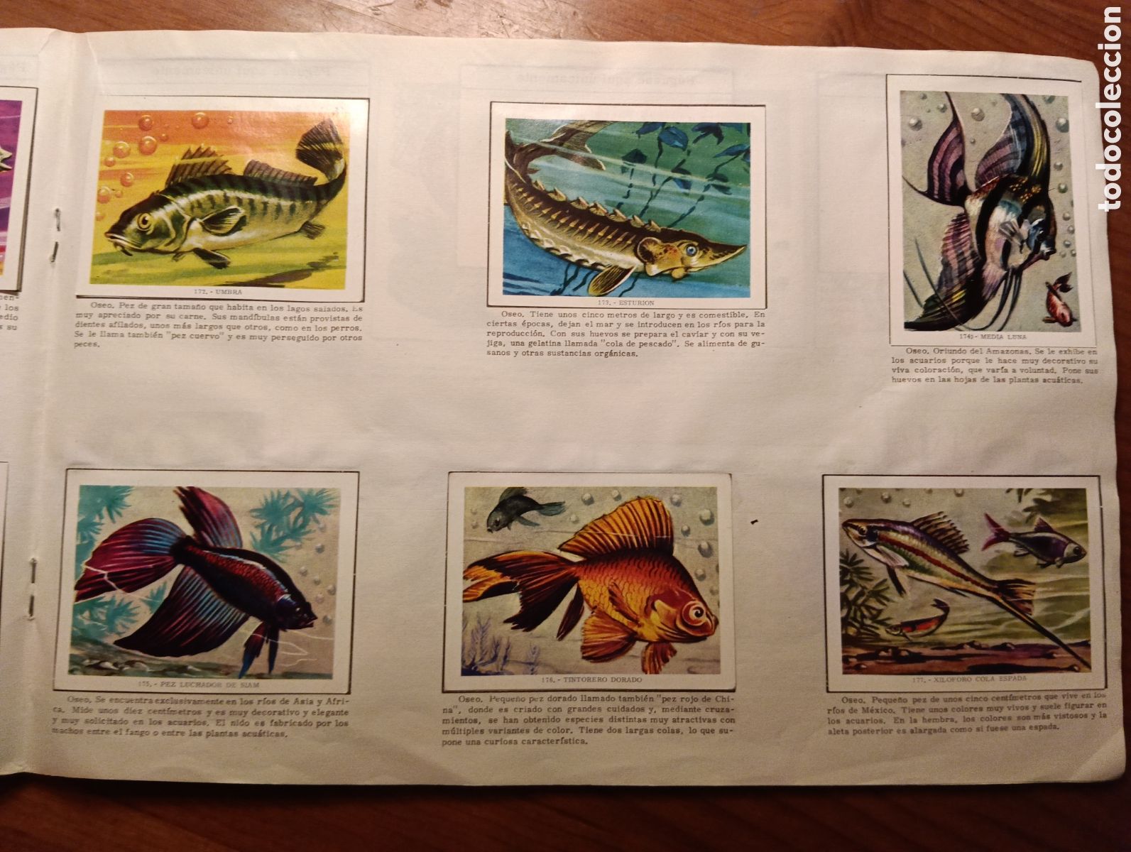 Coleccionismo cromos antiguos: Ciencia y Arte, Libro para cromos - Foto 4