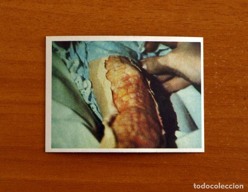Coleccionismo cromos antiguos: Cromo n&ordm; 238 - De la serie de Televisi&oacute;n V Los Visitantes - Editorial Maga A&ntilde;o 1984 - Nunca pegado