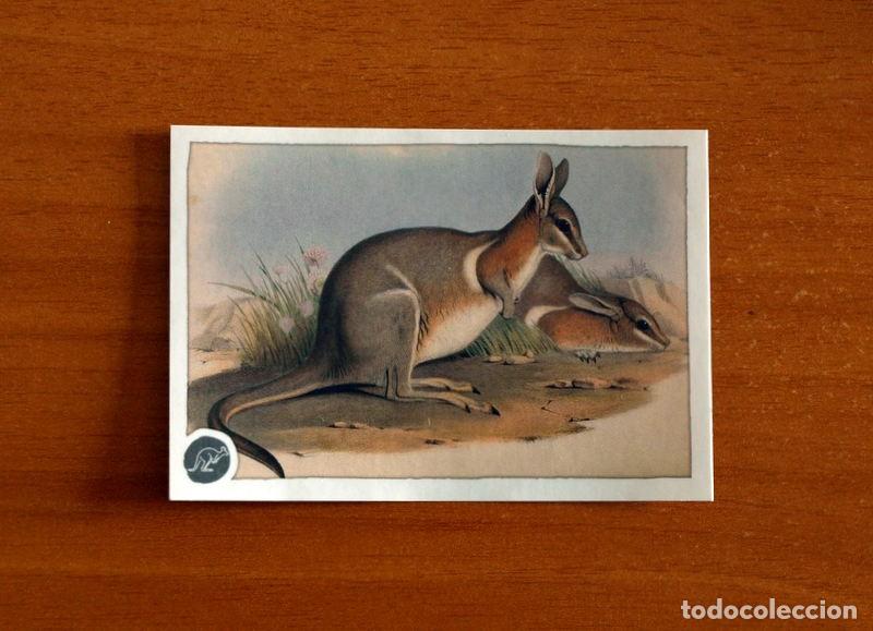 Coleccionismo cromos antiguos: Animales - N&ordm; 25 - El Gran &Aacute;bum del Mundo Animal Panini A&ntilde;o 2020 -Cromo Nunca Pegado