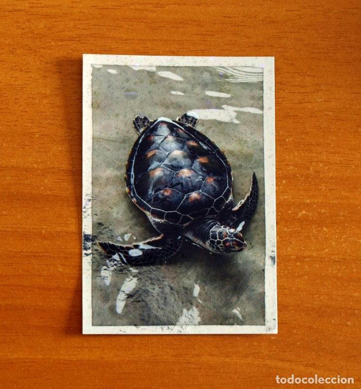 Coleccionismo cromos antiguos: Animales - N&ordm; 27 Tortuga - El Gran &Aacute;bum del Mundo Animal Panini A&ntilde;o 2020 -Cromo Nunca Pegado