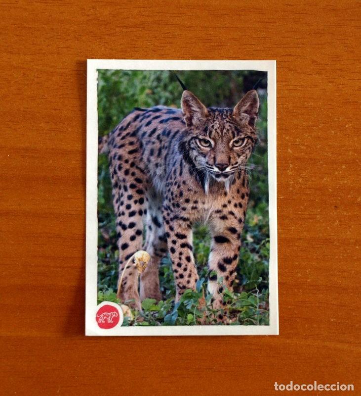 Coleccionismo cromos antiguos: Animales - N&ordm; 27 Lince - El Gran &Aacute;bum del Mundo Animal Panini A&ntilde;o 2020 -Cromo Nunca Pegado