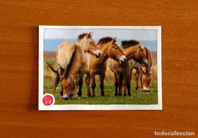 Coleccionismo cromos antiguos: Animales - N&ordm; 47 Caballos - El Gran &Aacute;bum del Mundo Animal Panini A&ntilde;o 2020 -Cromo Nunca Pegado
