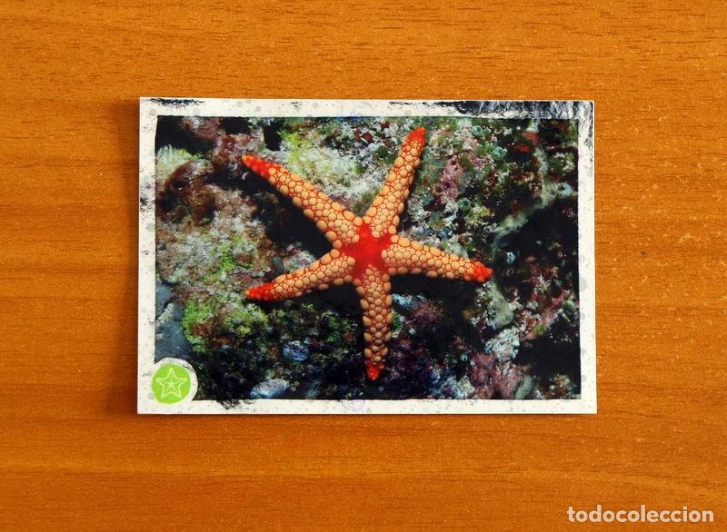 Coleccionismo cromos antiguos: Animales - N&ordm; 80 Estrella de Mar - El Gran &Aacute;bum del Mundo Animal Panini A&ntilde;o 2020 -Cromo Nunca Pegado