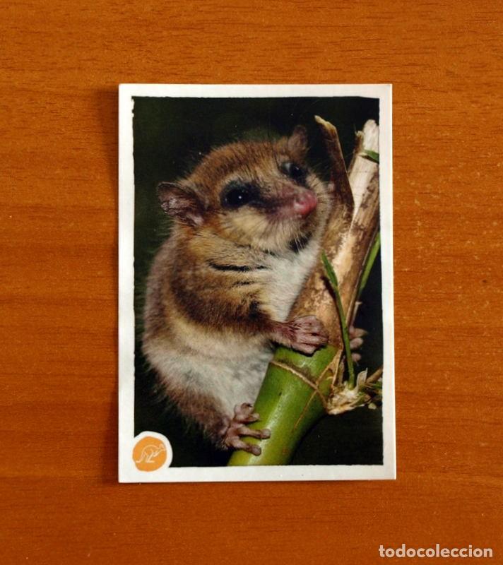 Coleccionismo cromos antiguos: Animales - N&ordm; 108 Musara&ntilde;a - El Gran &Aacute;bum del Mundo Animal Panini A&ntilde;o 2020 -Cromo Nunca Pegado