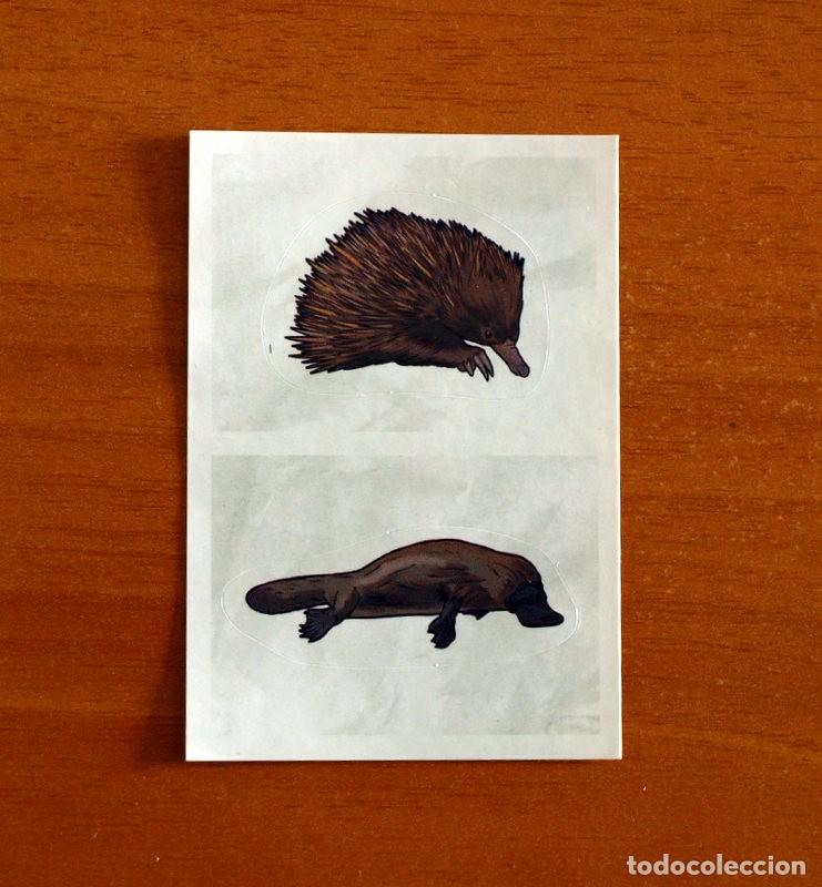 Coleccionismo cromos antiguos: Animales - N&ordm; 109 A - 109 B - El Gran &Aacute;bum del Mundo Animal Panini A&ntilde;o 2020 -Cromo Nunca Pegado