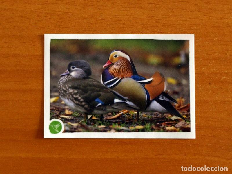 Coleccionismo cromos antiguos: Animales - N&ordm; 121 Patos - El Gran &Aacute;lbum del Mundo Animal Panini A&ntilde;o 2020 -Cromo Nunca Pegado