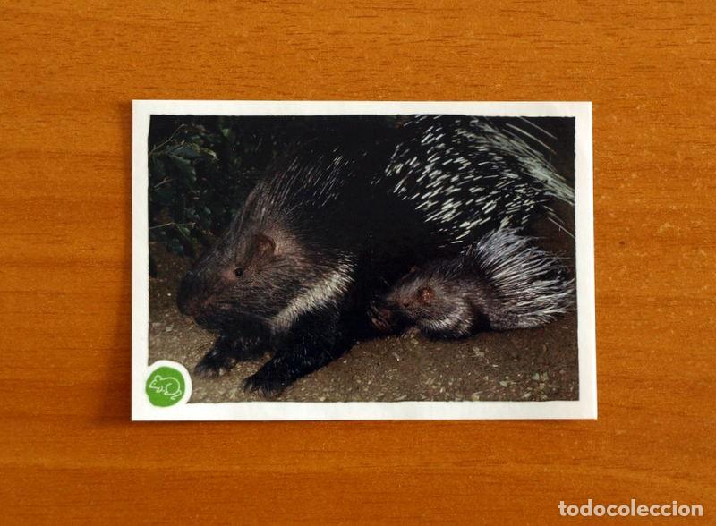 Coleccionismo cromos antiguos: Animales - N&ordm; 131 Puercoesp&iacute;n - El Gran &Aacute;lbum del Mundo Animal Panini A&ntilde;o 2020 -Cromo Nunca Pegado