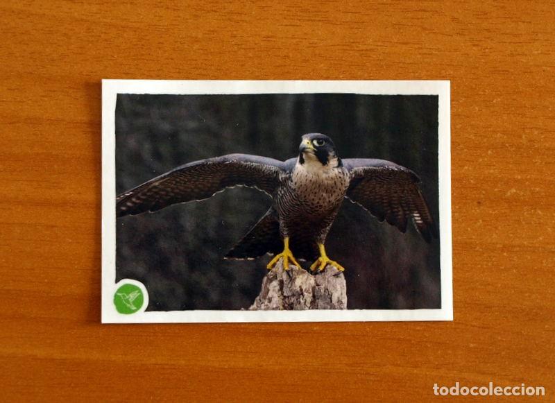 Coleccionismo cromos antiguos: Animales - N&ordm; 133 Halc&oacute;n - El Gran &Aacute;lbum del Mundo Animal Panini A&ntilde;o 2020 -Cromo Nunca Pegado