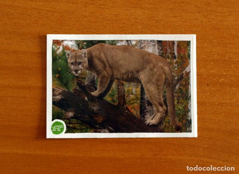 Coleccionismo cromos antiguos: Animales - N&ordm; 173 Puma - El Gran &Aacute;lbum del Mundo Animal Panini A&ntilde;o 2020 -Cromo Nunca Pegado