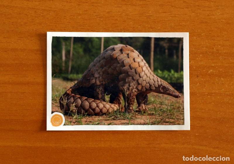 Coleccionismo cromos antiguos: Animales - N&ordm; 183 Pangol&iacute;n - El Gran &Aacute;lbum del Mundo Animal Panini A&ntilde;o 2020 -Cromo Nunca Pegado