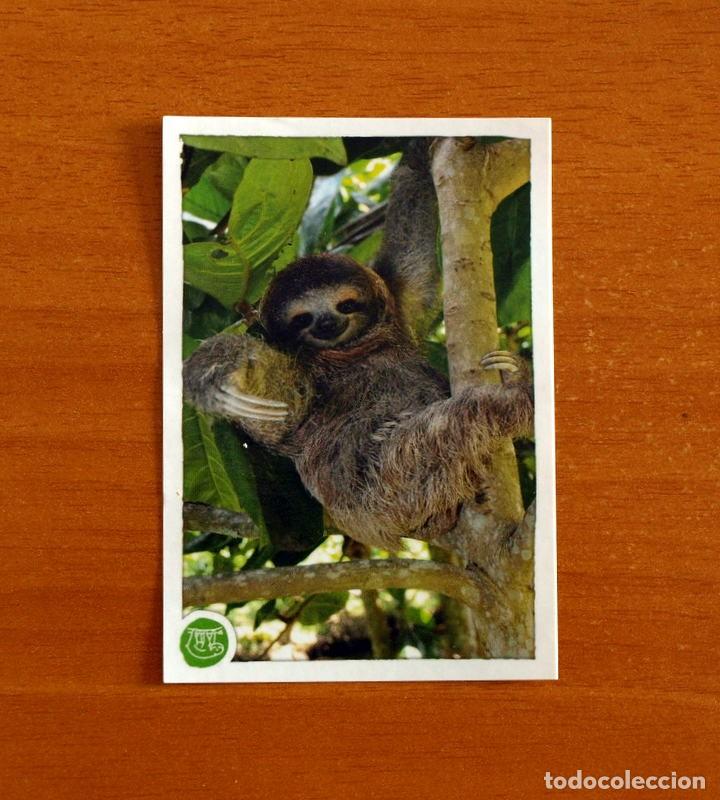 Coleccionismo cromos antiguos: Animales - N&ordm; 191 Perezoso - El Gran &Aacute;lbum del Mundo Animal Panini A&ntilde;o 2020 -Cromo Nunca Pegado