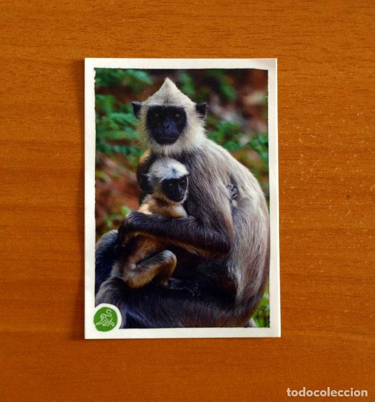 Coleccionismo cromos antiguos: Animales -N&ordm; 204 Mono Langur Gris-El Gran &Aacute;lbum del Mundo Animal Panini A&ntilde;o 2020-Cromo Nunca Pegado