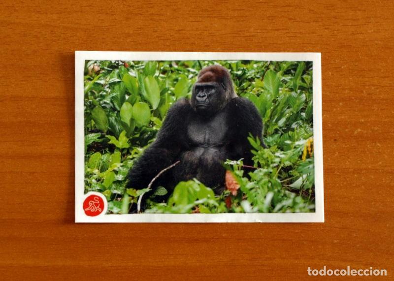 Coleccionismo cromos antiguos: Animales -N&ordm; 211 Gorilla -El Gran &Aacute;lbum del Mundo Animal Panini A&ntilde;o 2020-Cromo Nunca Pegado