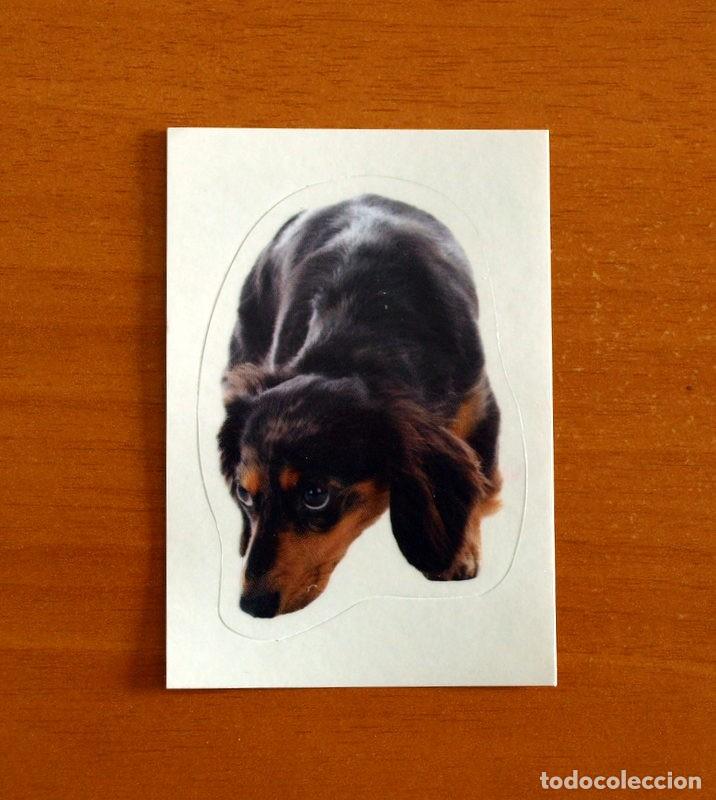 Coleccionismo cromos antiguos: Animales -N&ordm; 217 Perros -El Gran &Aacute;lbum del Mundo Animal Panini A&ntilde;o 2020-Cromo Nunca Pegado