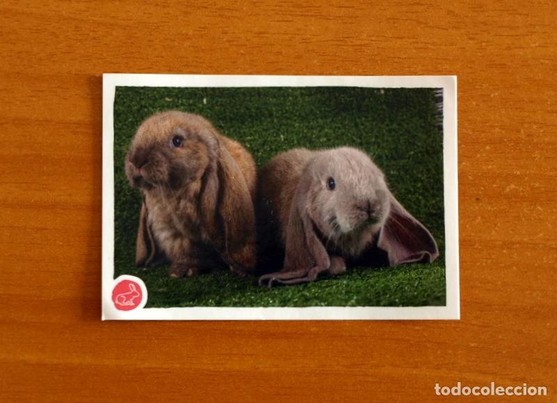 Coleccionismo cromos antiguos: Animales -N&ordm; 229 Conejos -El Gran &Aacute;lbum del Mundo Animal Panini A&ntilde;o 2020-Cromo Nunca Pegado
