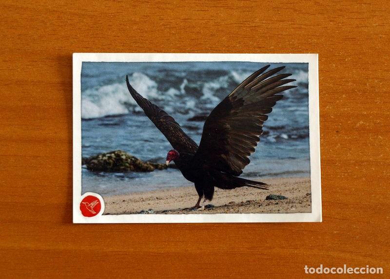 Coleccionismo cromos antiguos: Animales -N&ordm; 247 c&oacute;ndor California-El Gran &Aacute;lbum del Mundo Animal Panini A&ntilde;o 2020-Cromo Nunca Pegado