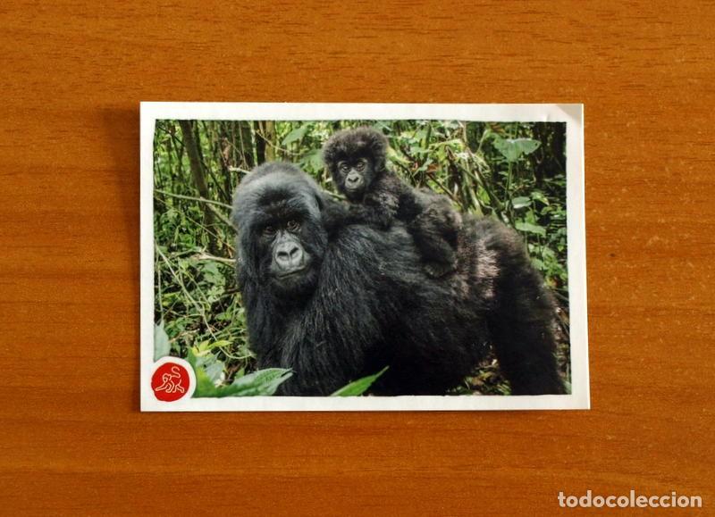 Coleccionismo cromos antiguos: Animales -N&ordm; 248 Gorilas -El Gran &Aacute;lbum del Mundo Animal Panini A&ntilde;o 2020-Cromo Nunca Pegado