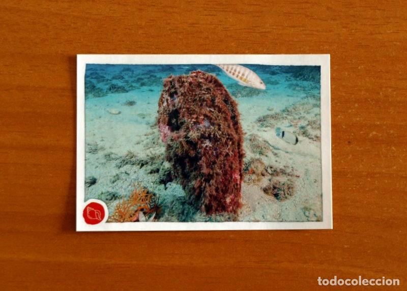 Coleccionismo cromos antiguos: Animales -N&ordm; 262 -El Gran &Aacute;lbum del Mundo Animal Panini A&ntilde;o 2020-Cromo Nunca Pegado