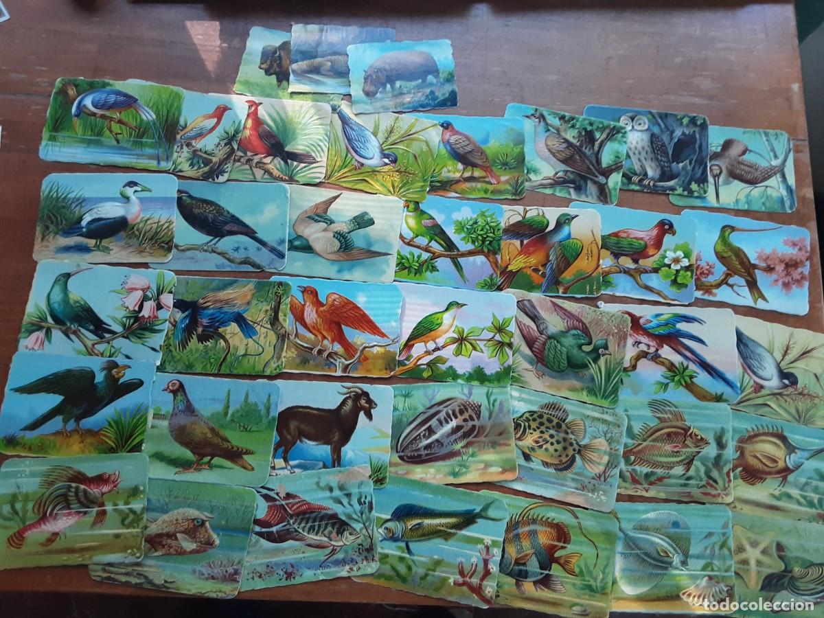 Coleccionismo cromos antiguos: Lote de 35 cromos de animales b&aacute;sicamente aves, la mayor&iacute;a chocolates y caf&eacute;s el gato negro