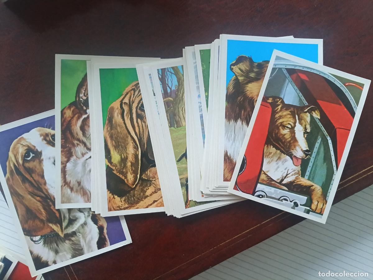 Coleccionismo cromos antiguos: COLECCION COMPLETA DE 50 CROMOS DEL ALBUM TU MEJOR AMIGO EL PERRO, ROSQUILLETAS VELARTE