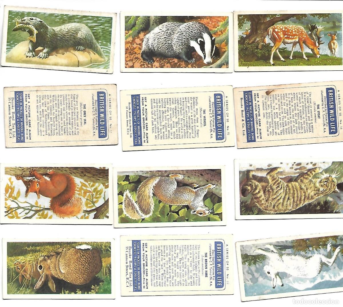 Coleccionismo cromos antiguos: BRITISH WILD LIFE - 20 CROMOS