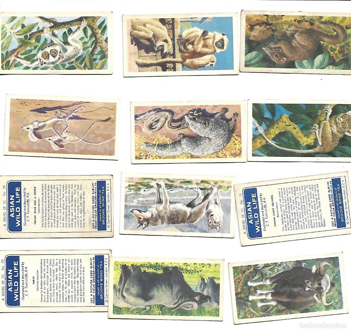 Coleccionismo cromos antiguos: ASIAN WILD LIFE - 24 CROMOS - Foto 1
