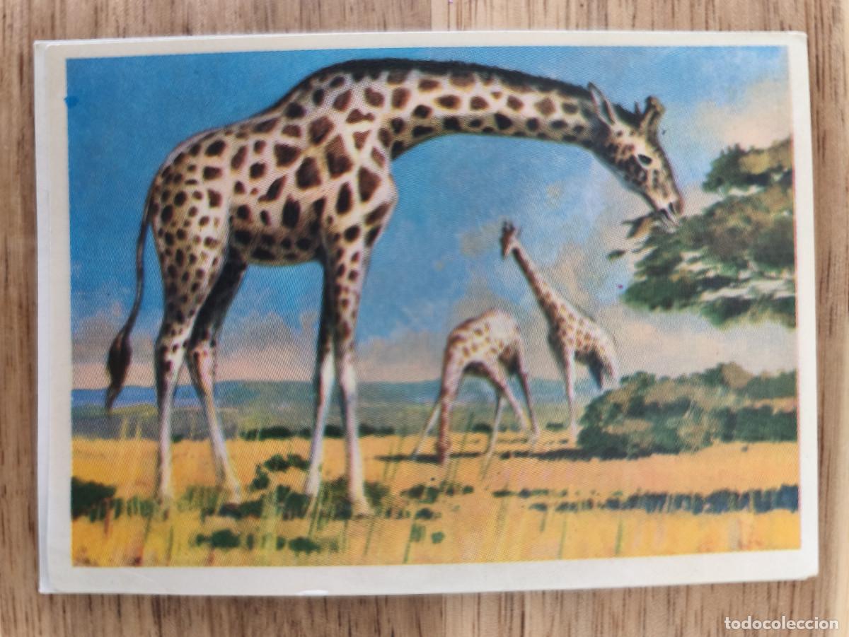 Coleccionismo cromos antiguos: FELIX EL AMIGO DE LOS ANIMALES - 243 AMMOFILA - ( Nunca Pegado )