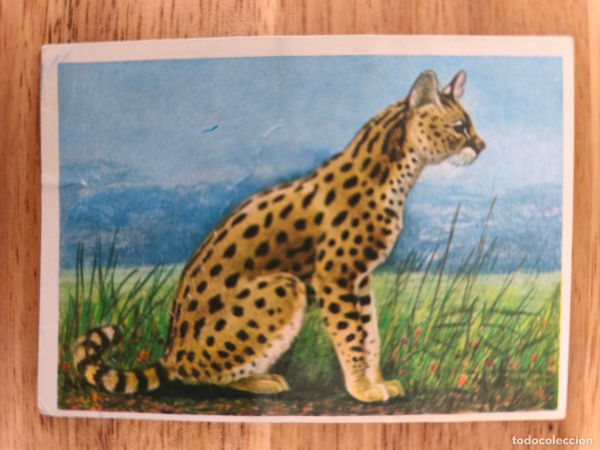Coleccionismo cromos antiguos: FELIX EL AMIGO DE LOS ANIMALES - 391 SERVAL - ( Nunca Pegado )