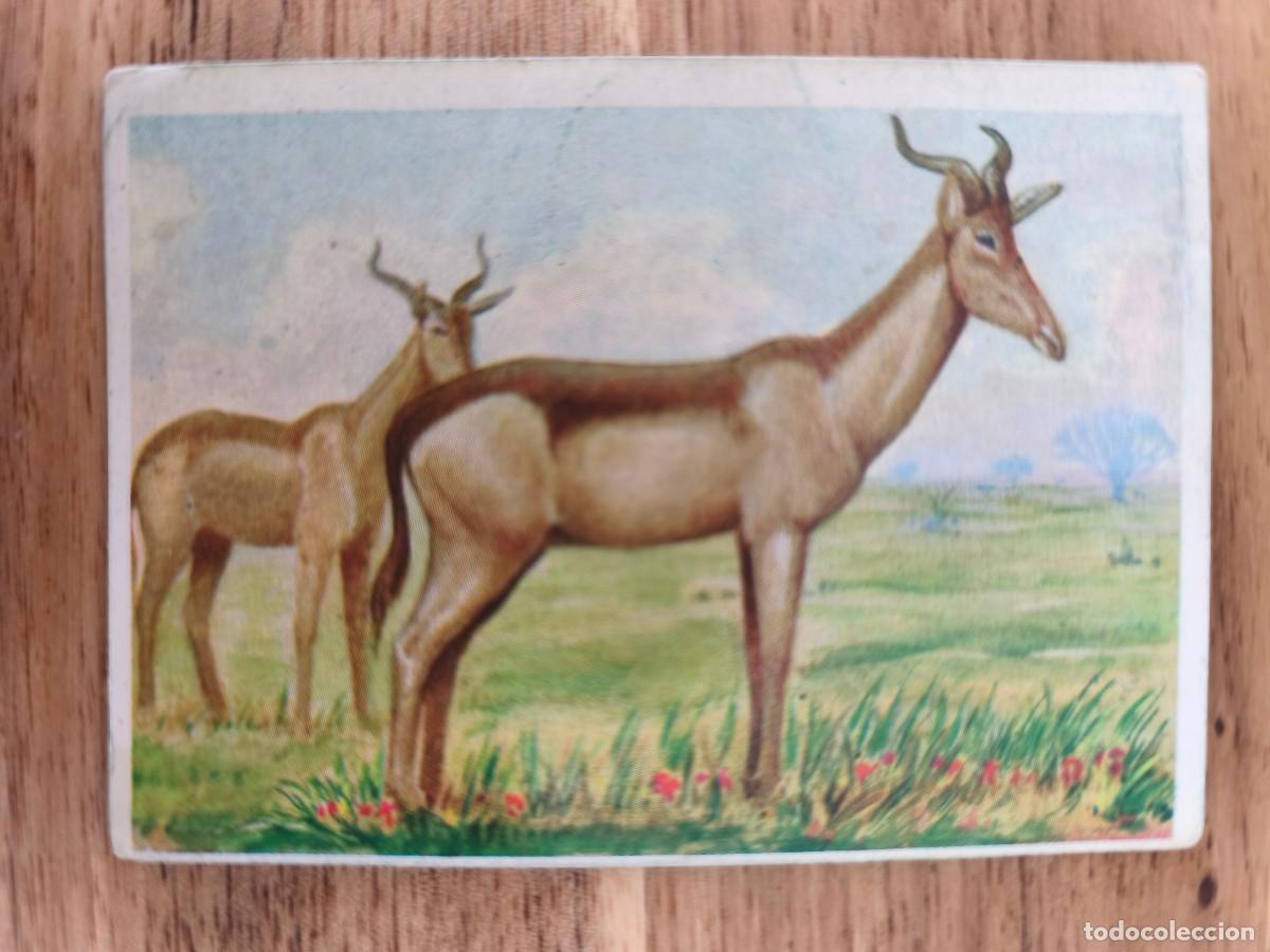 Coleccionismo cromos antiguos: FELIX EL AMIGO DE LOS ANIMALES - 390 BUBAL - ( Nunca Pegado )