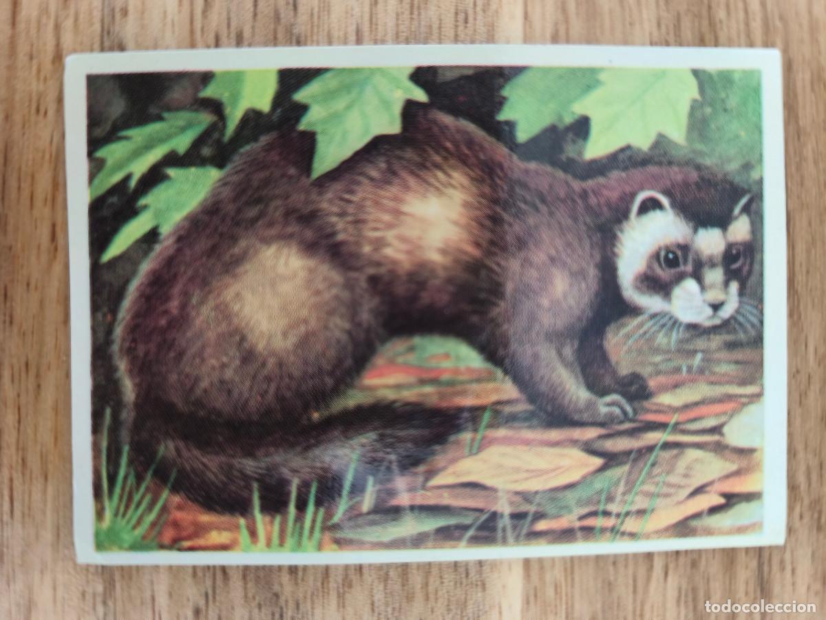 Coleccionismo cromos antiguos: FELIX EL AMIGO DE LOS ANIMALES - 323 TUR&Oacute;N - ( Nunca Pegado )