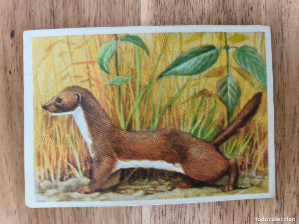 Coleccionismo cromos antiguos: FELIX EL AMIGO DE LOS ANIMALES - 322 COMADREJA - ( Nunca Pegado )