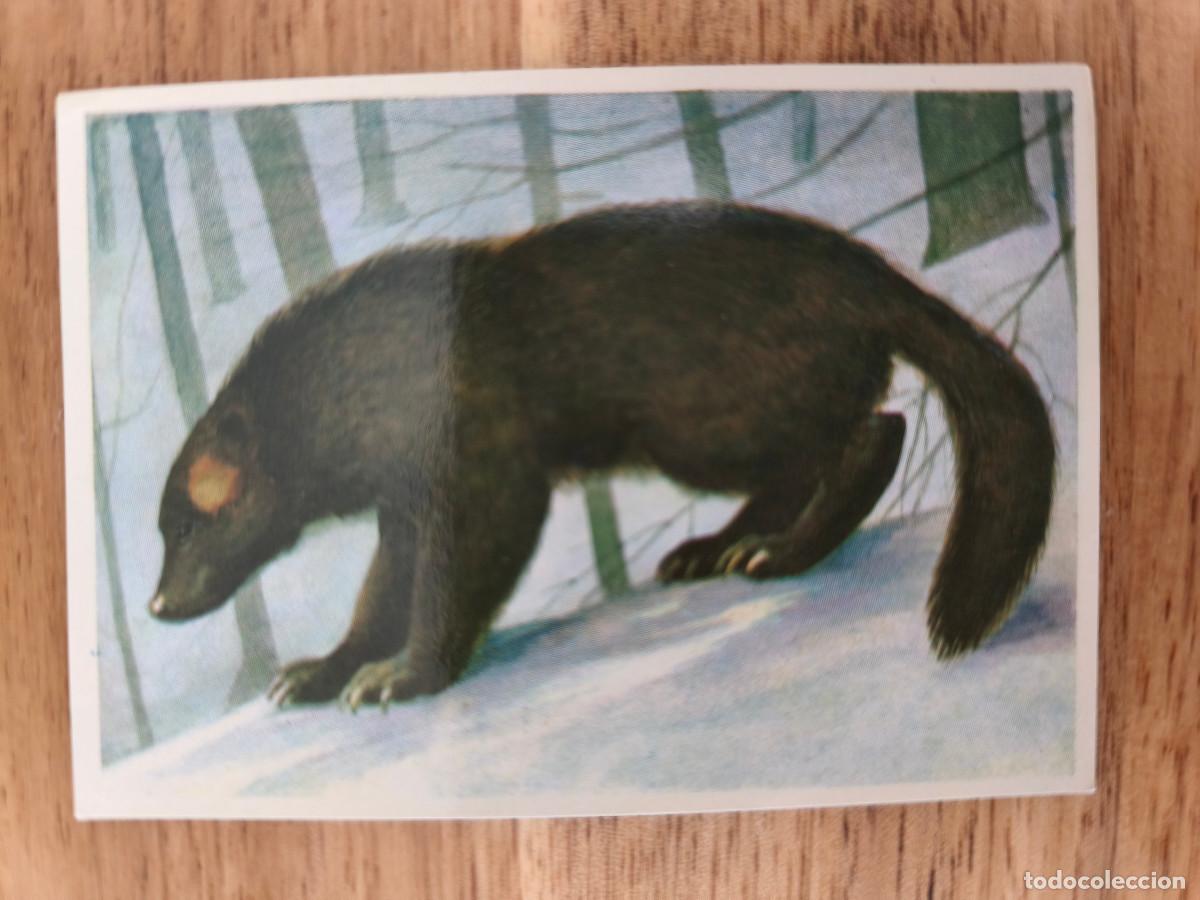 Coleccionismo cromos antiguos: FELIX EL AMIGO DE LOS ANIMALES - 214 GLOT&Oacute;N - ( Nunca Pegado )